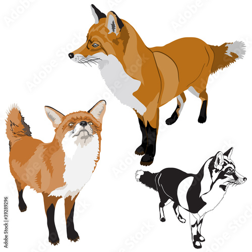 Set of foxes