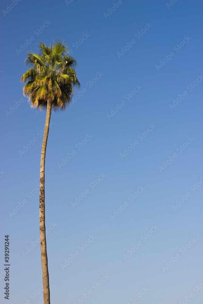 high palm in Marrakech