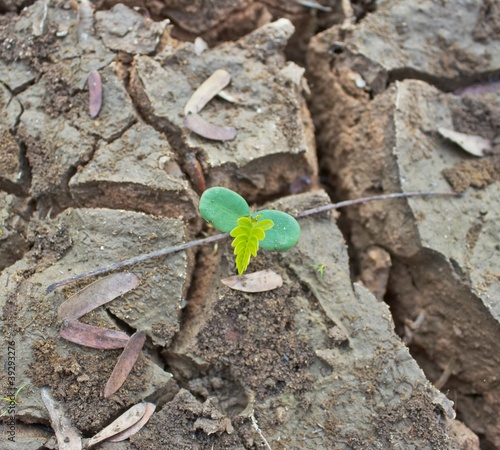 Canvastavla new life on the dry soil cracks