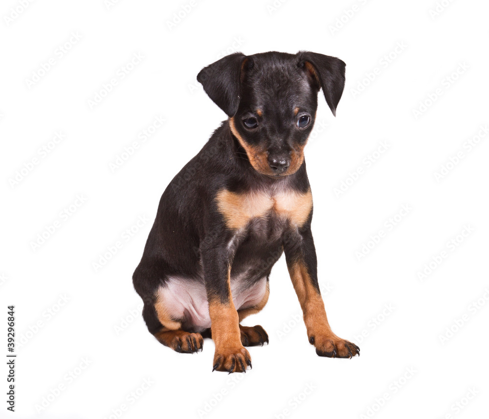 Russian toy terrier on a white background Russian toy terrier on a white background