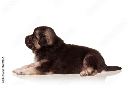 Fototapeta Naklejka Na Ścianę i Meble -  Cute puppy
