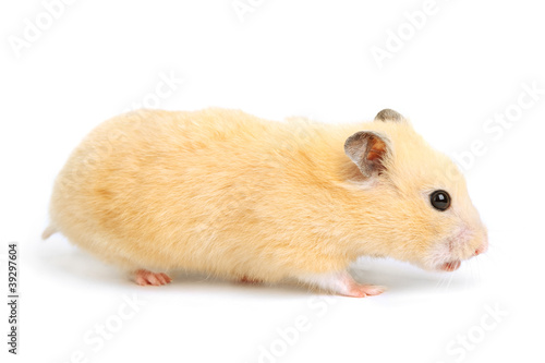 Wallpaper Mural Hamster Torontodigital.ca