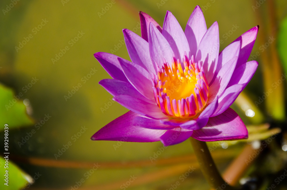 pink lotus blossom in the garden pink lotus blossom in the garden