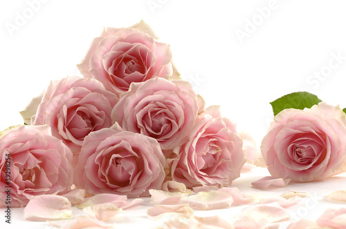 Bouquet of roses with petal on white
