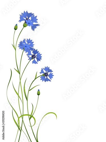blue cornflower bouquet pattern isolated photo