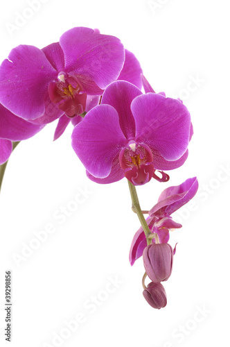 Fototapeta Naklejka Na Ścianę i Meble -  Orchid on white background