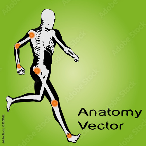 Vector conceptual human anatomy