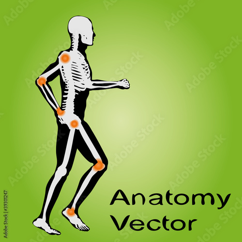 Vector conceptual human anatomy