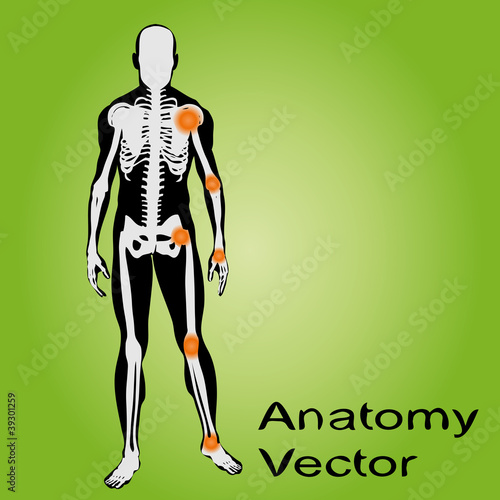 Vector conceptual human anatomy