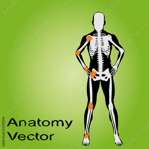 Vector conceptual human anatomy