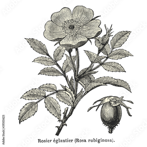 Rosier églantier (Rosa rubiginosa)