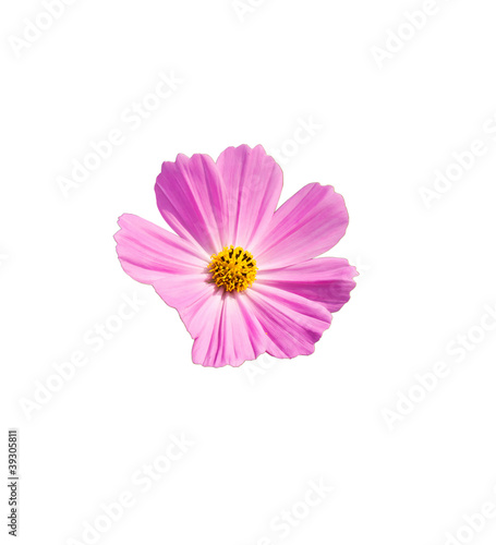 Pink Cosmos flowers isoleted