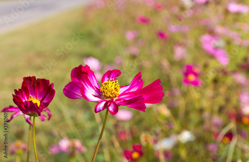 Red Cosmos flowers