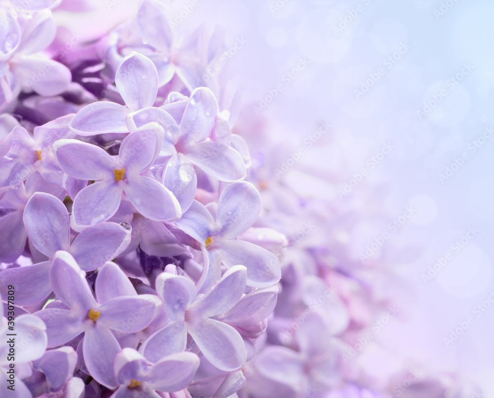 Just blooming lilac flowers. Abstract background. Macro photo.