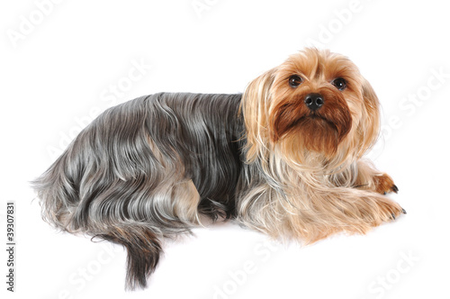 Portrait of yorkshire terrier isolated on white © GrasePhoto