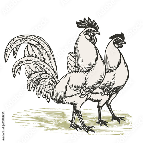 Poule et coq Livourne