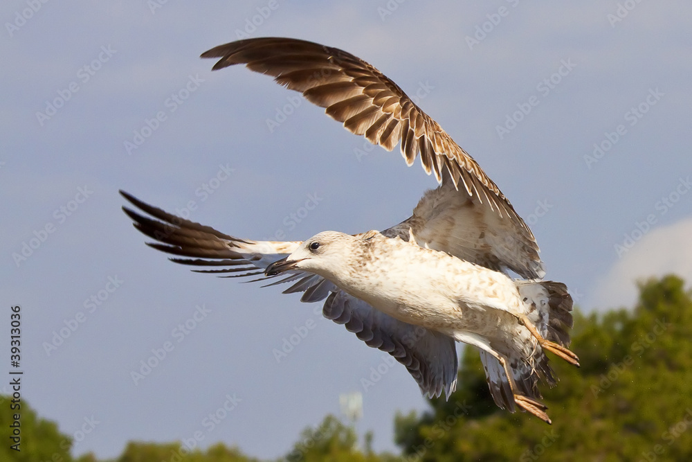 Obraz premium seagull