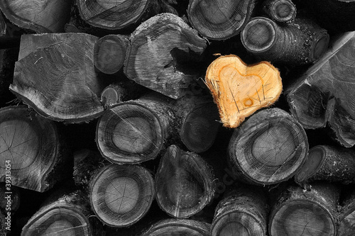 love tree photo