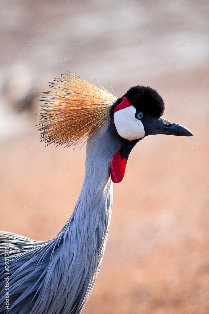 Fototapeta premium crowned crane