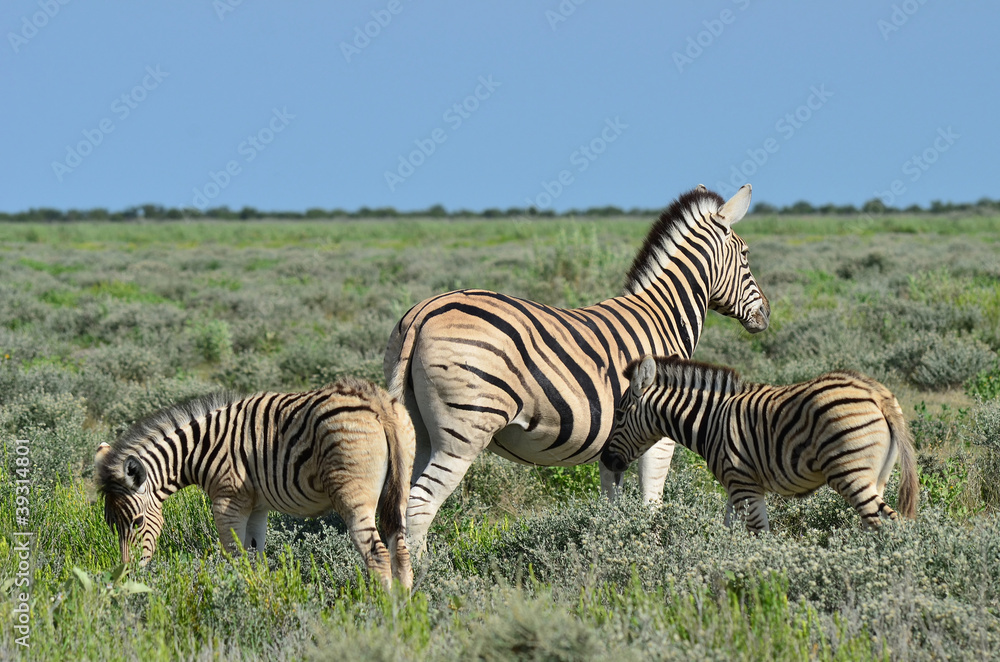 Fototapeta premium two young zebra with mum,Etosha,Namibia