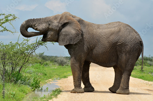 elephant drinkong water fromm pool