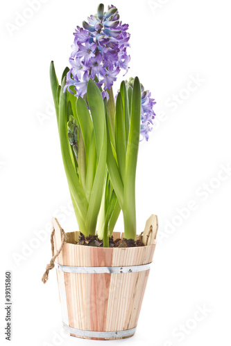 hyacinth flower