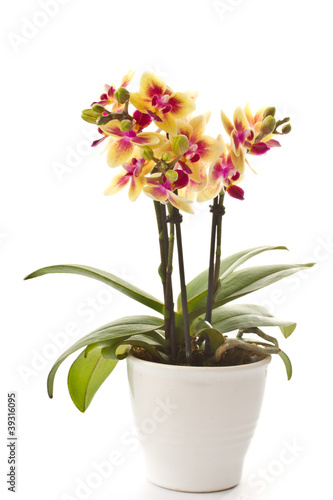 blooming phalaenopsis