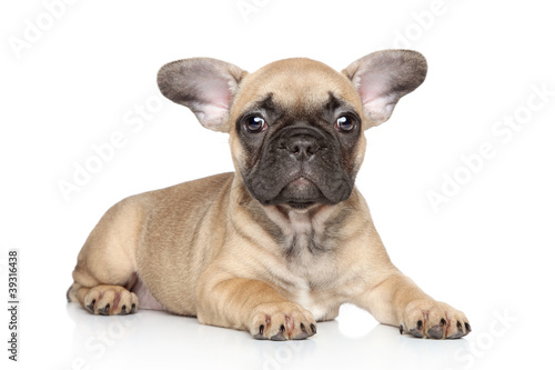 French bulldog puppy on a white background