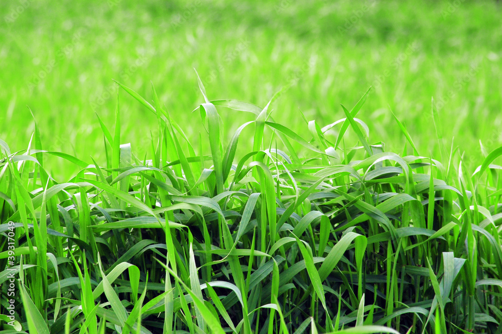 Obraz premium Fili d'erba