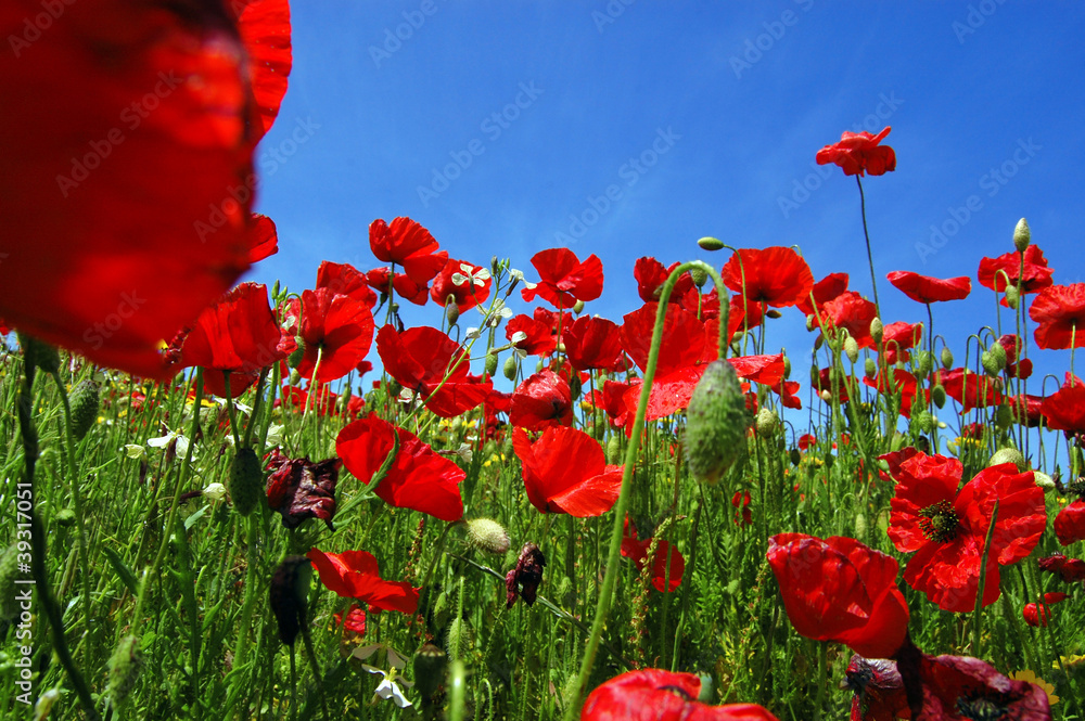 Obraz premium Campo di papaveri
