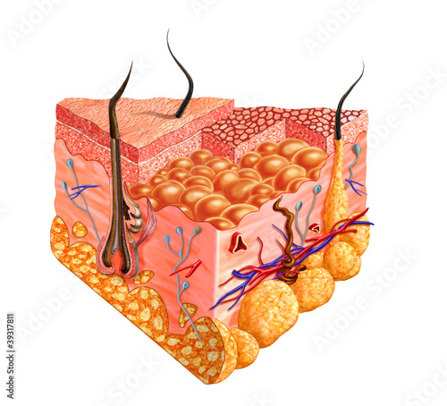 Fotografie Human skin cutaway diagram, with several details.