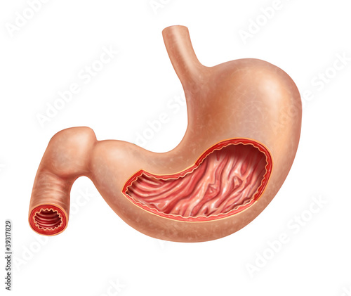 Stomach human cross section. photo