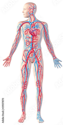 Human circulatory system, full figure, cutaway anatomy illustrat