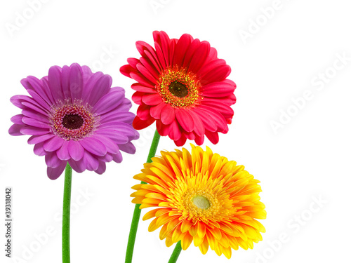 gerber flower isolated on white background