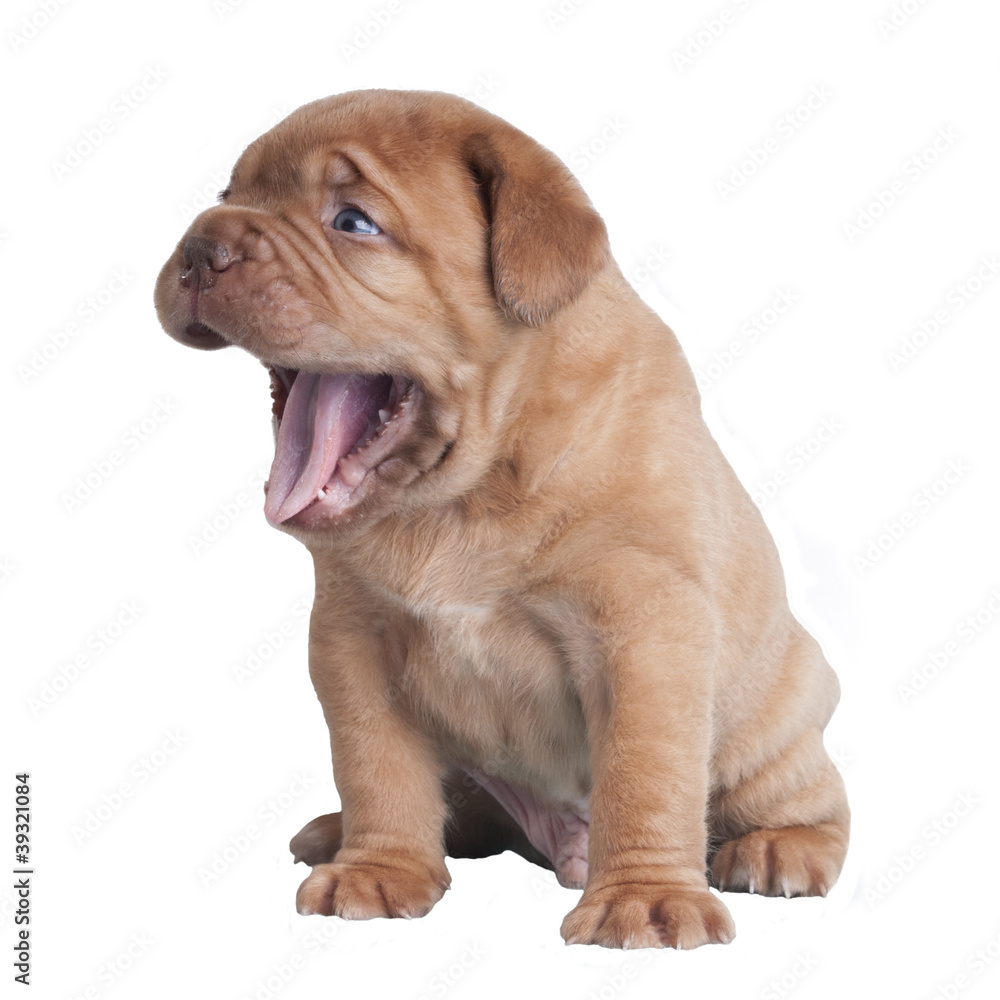 Funny puppy yawning