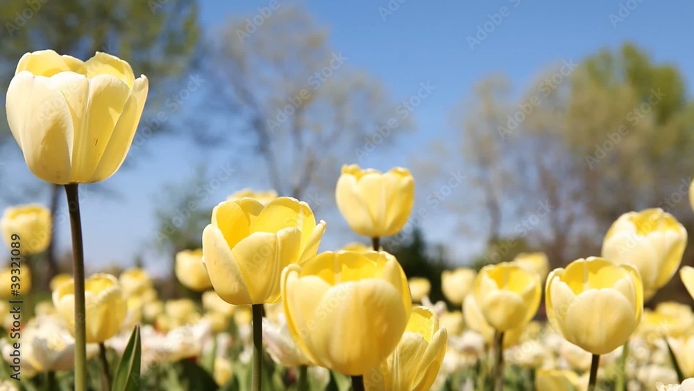 Tulpen im Wind