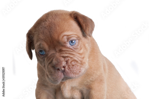 French Mastiff portrait