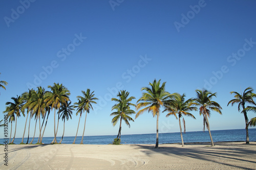 palm trees on the beach