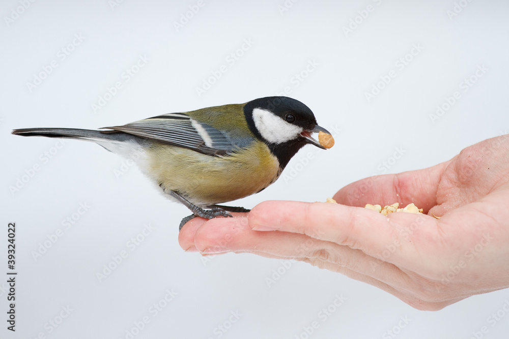 Fototapeta premium Tit on the hand