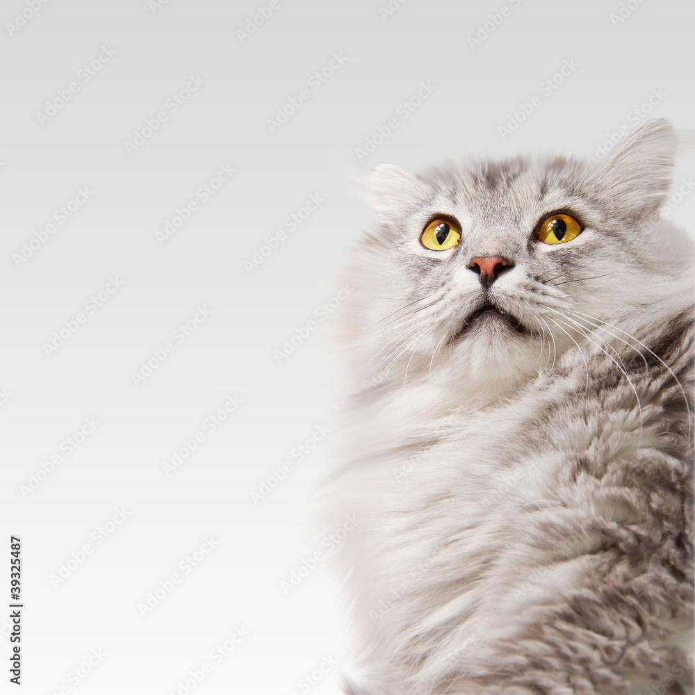 Siberian fluffy cat with copy space