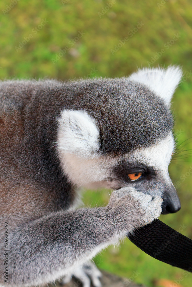 Fototapeta premium Lemur