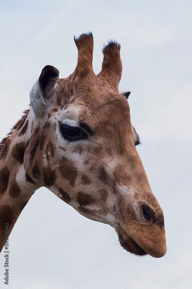 Naklejka premium giraffe portrait 5025