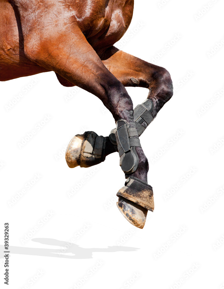Naklejka premium Horse legs isolated on white background