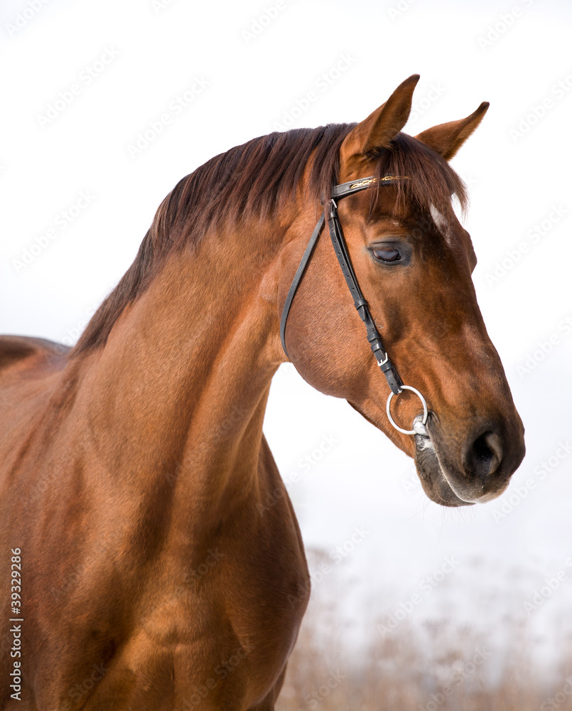 Fototapeta premium Portrait of chestnut horse