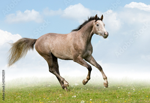 Gray horse galloping in field © Alexia Khruscheva