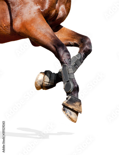 Horse legs isolated on white background