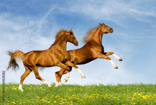 Two chestnut horses gallops on a green field