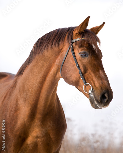 Portrait of chestnut horse
