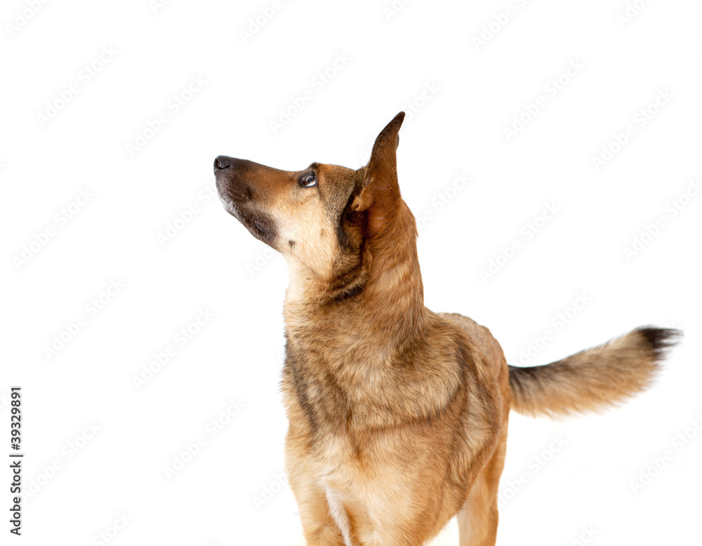 Aufmerksamer Schäferhund-Mischling mit großen Ohren Stock Photo | Adobe  Stock