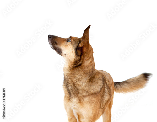 Aufmerksamer Schäferhund-Mischling mit großen Ohren